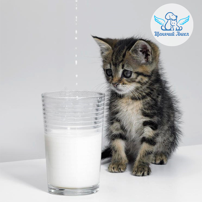 Можно ли кошке давать молоко? – Благотворительный фонд помощи бездомным  животным Щенячий Ангел