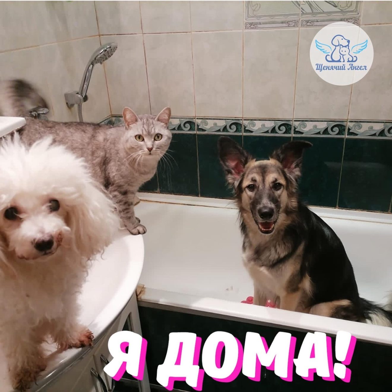 Приют для животных щенячий ангел
