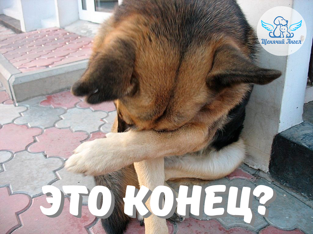 Пиздер мен есектер