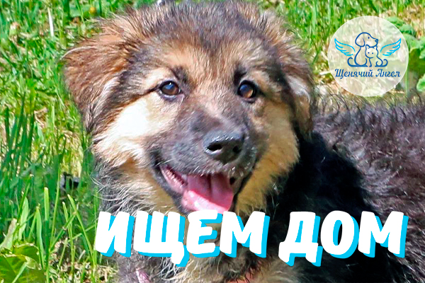 ЖП_2025-06-06_Детки-Фиалки-Ищут-Дом-3x2