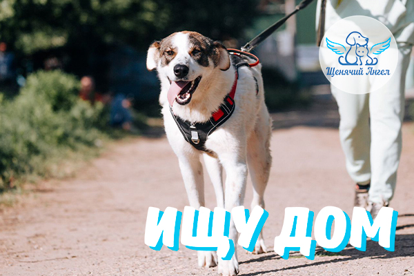 ЖП_2025-07-18_Гаечка_Ищет_Дом-3×2 ЖП_2025-07-18_Гаечка_Ищет_Дом-3x2