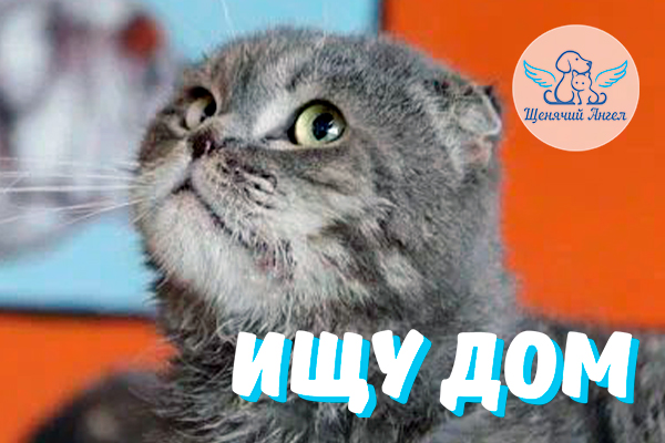 ЖП_2025-07-28_Колобок_Ищет_Дом-3x2