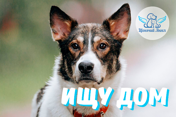 ЖП_2025-08-07_Олег_Ищет_Дом-3x2