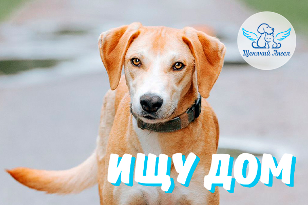 ЖП_2025-08-11_Твикс_Ищет_Дом-3x2