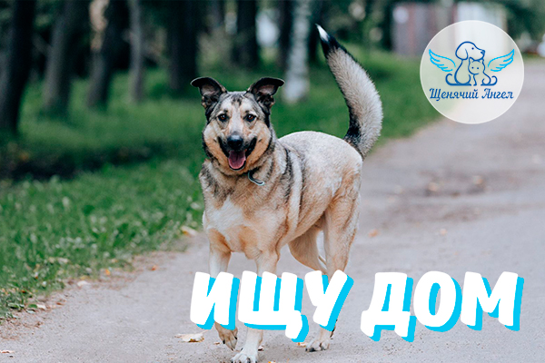 ЖП_2025-08-20_Чак_Ищет_Дом-3x2