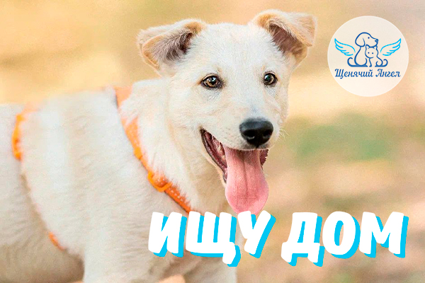 ЖП_2025-09-24_Айс_Ищет_Дом_3x2