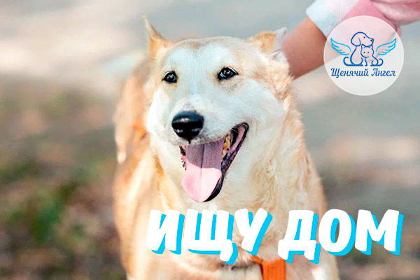 ЖП_2025-09-30_Умка_Ищет_Дом_3x2