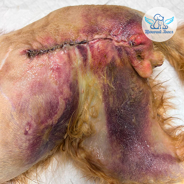 Спасибо-Апельсинчик (3) Спасибо-Апельсинчик (3)