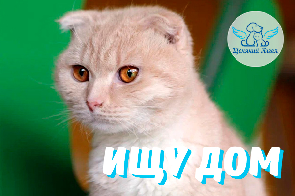 ЖП_2025-10-16_Персей_Ищет_Дом_3x2