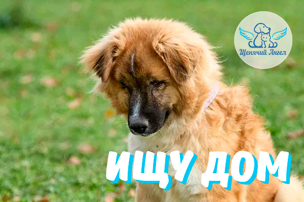 ЖП_2025-10-28_Тони_Ищет_Дом_3x2