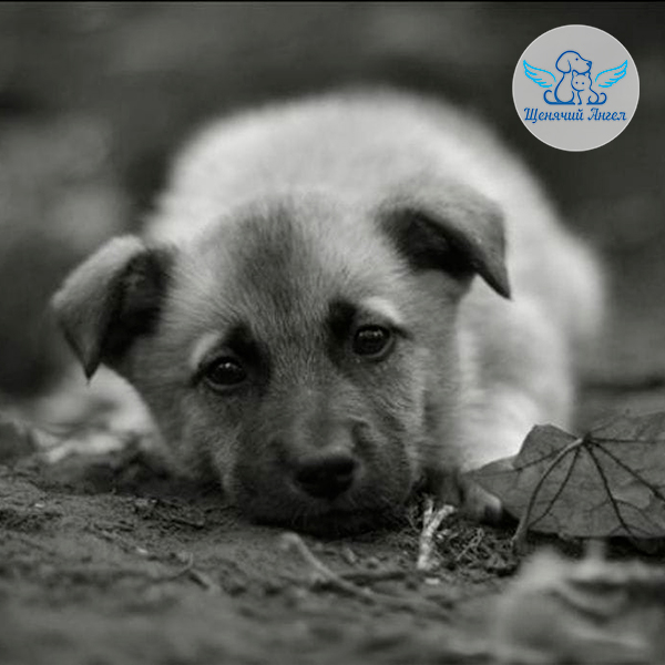 День-Стольника