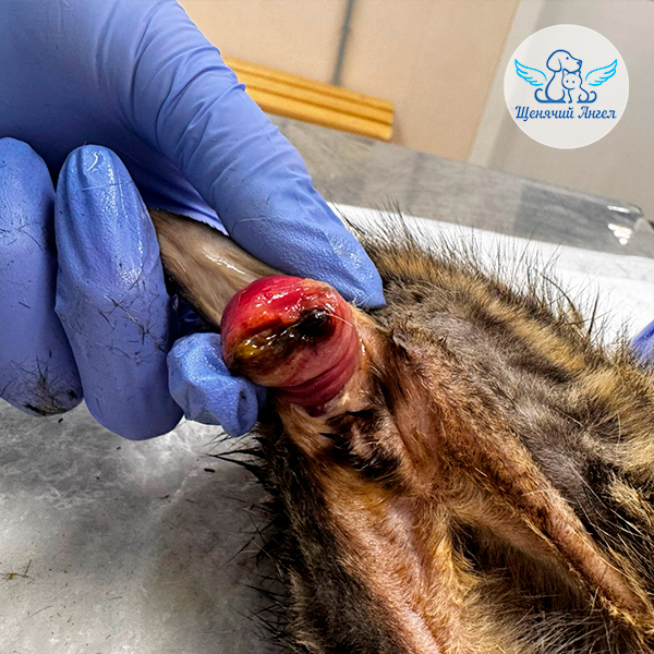 Элли-живи (1)