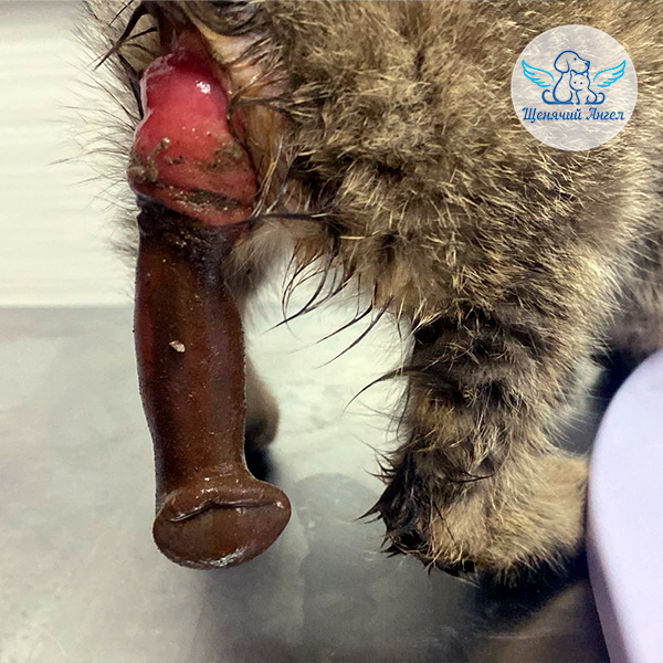 Элли-живи (2)