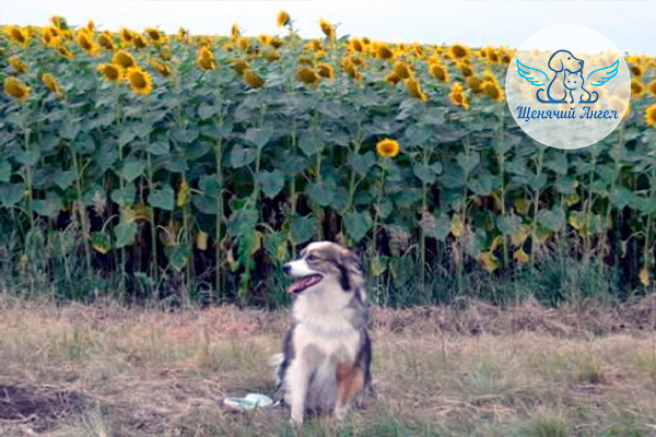 ФД_2025-11-17_Аврора_3x2 ФД_2025-11-17_Аврора_3x2