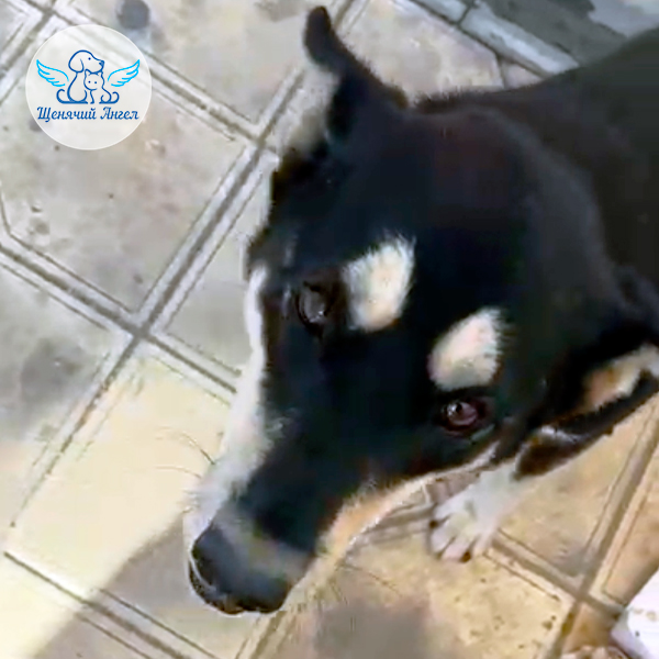 Мама-рыбка-живи 1