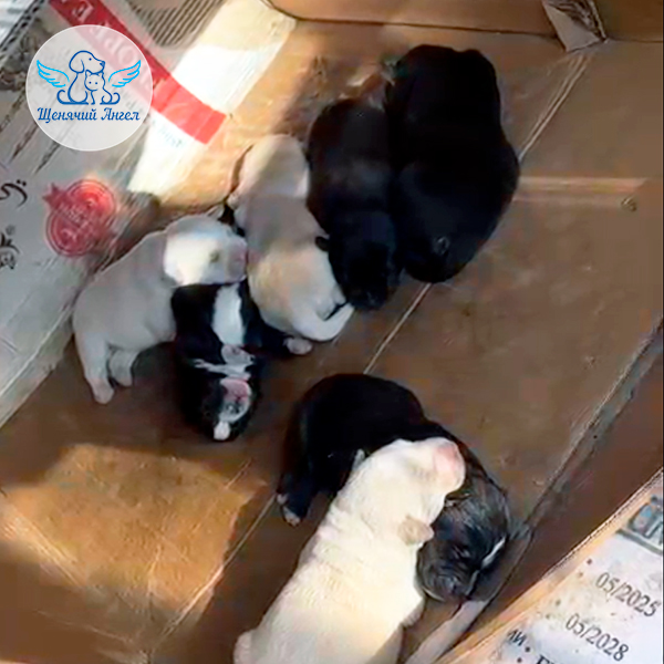 Мама-рыбка-живи 2