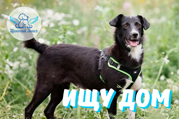 Н_2021-09-20_Дейзи ищет Дом_3x2