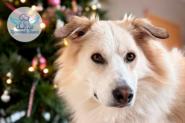 ФД_2025-12-09_Кит_Липа_3x2