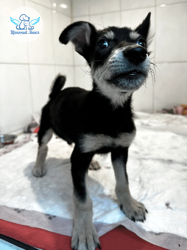 ФД_2025-12-24_Кроха(1)