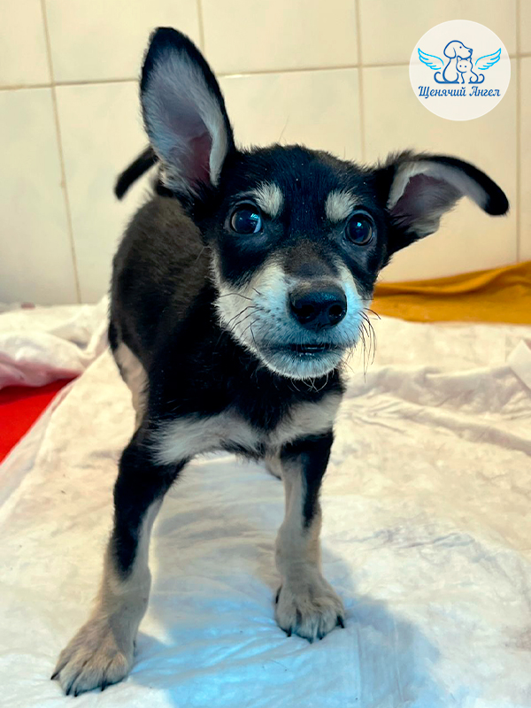 ФД_2025-12-24_Кроха(2)