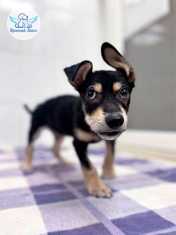 ФД_2025-12-24_Кроха(3)