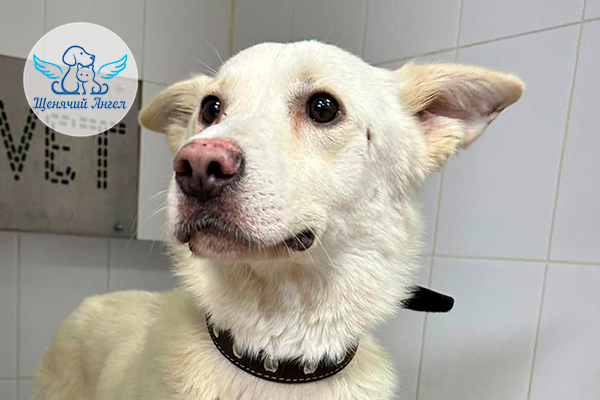 Н_2025-12_17_Лилу_3x2