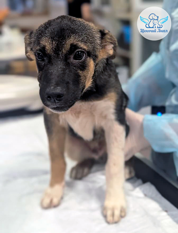 Ральф-живи_0