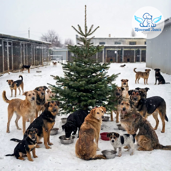 С-Новым-Кормом