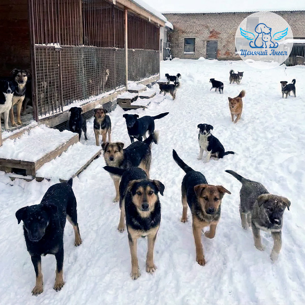 Собакам-на-сено