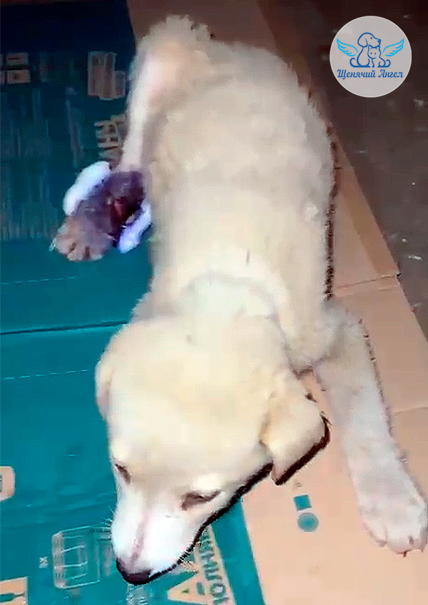 Тобик-живи_1