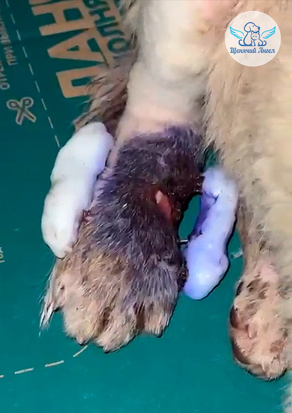 Тобик-живи_2