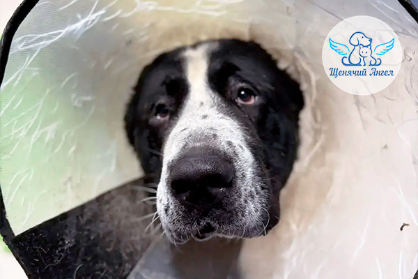 ЖП_2025-12_31_Мурзик_3x2 ЖП_2025-12_31_Мурзик_3x2