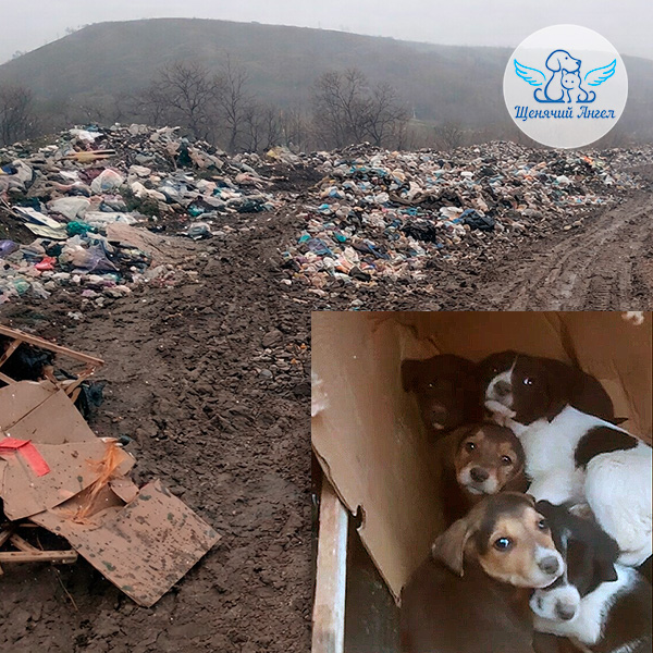 9 щенят живите(1)