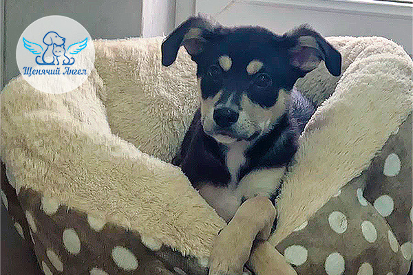 ФД_2026-01-21_Амиго_3x2