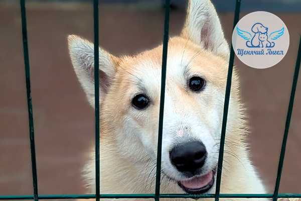 ФД_2026-01-23_Адель_3x2