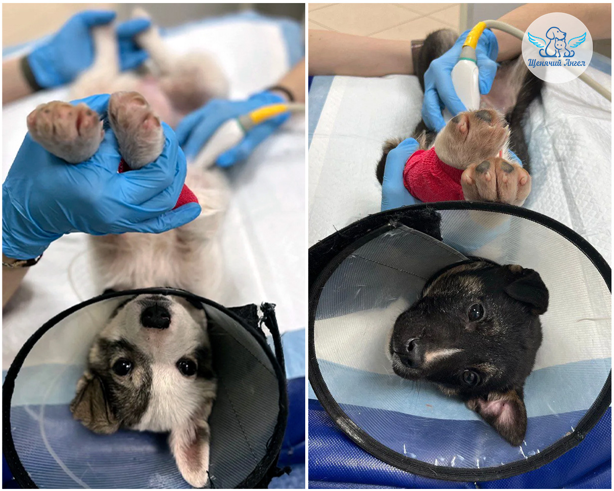 Кай-Герда-живите_001