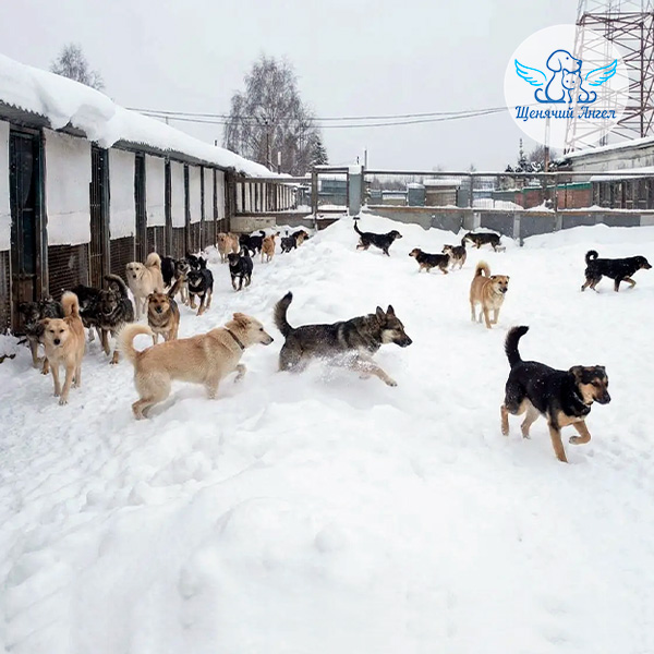 Накормнесобирайка