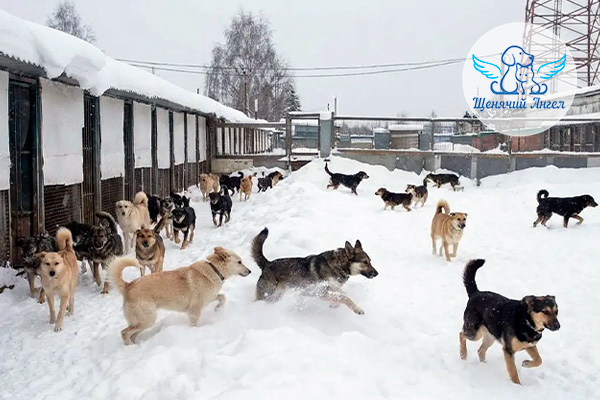 Накормнесобирайка_3x2