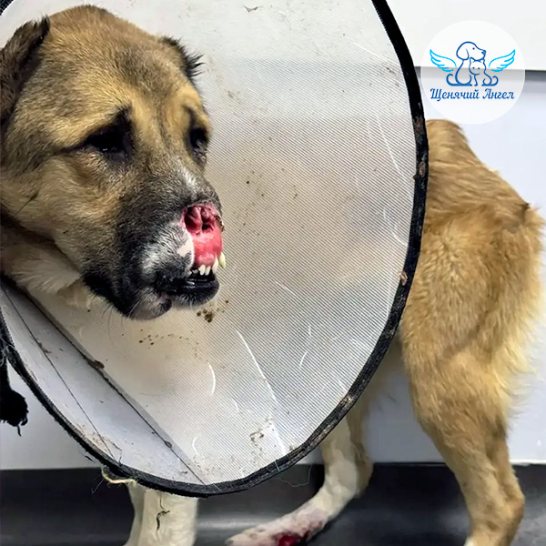 Рада-на-операцию_3