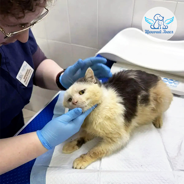 Ветерок-живи_3