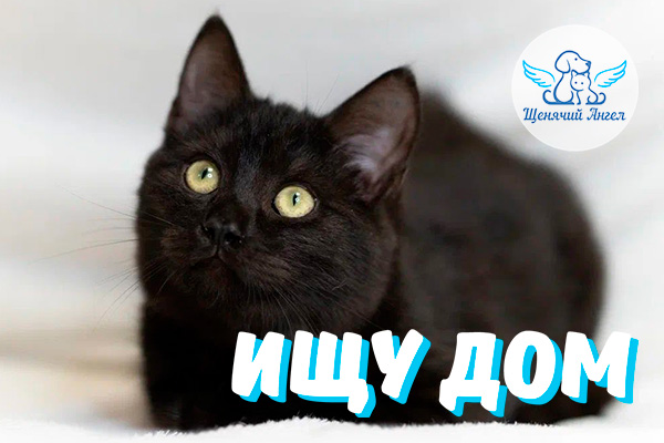 ЖП_2026-01_06_Лаврик_Ищу_Дом_3x2