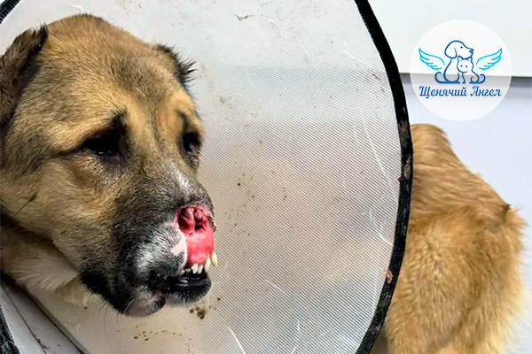 ЖП_2026-01_21_Рада_3x2