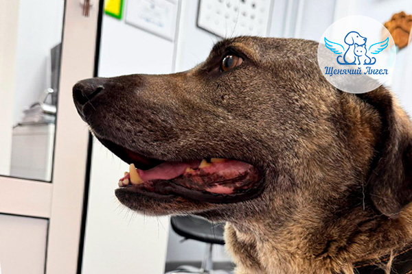 ЖП_2026-01_29_Шарик_3x2