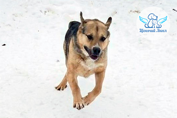 ФД_2026-02-05_Крендель_3x2