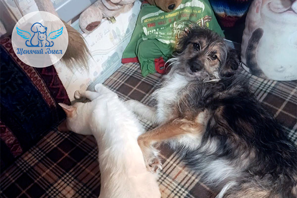 ФД_2026-02-09_Амели_3x2