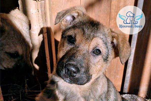 ФД_2026-02-11_Морис_3x2