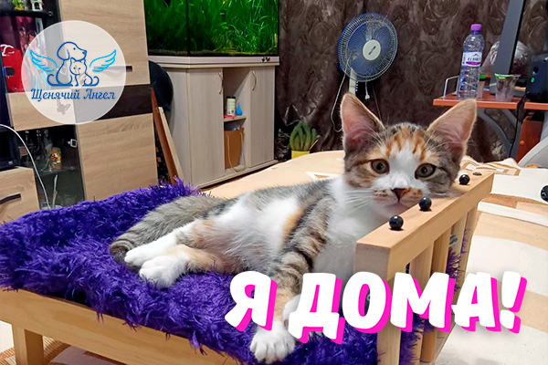 Н_2026-02_05_Айва_Я_Дома_3x2