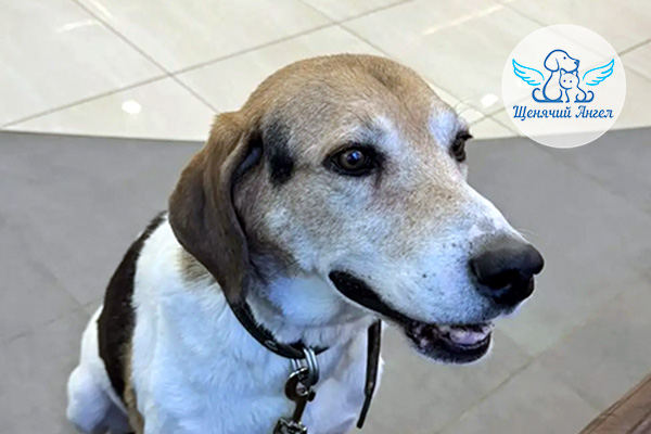 Н_2026-02_09_Бобик_3x2