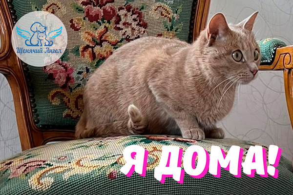 Н_2026-02_20_Кошка_Ласка_Я_Дома_3x2