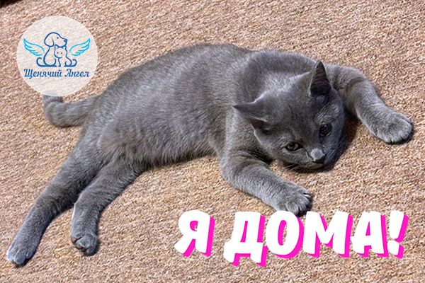 Н_2026-02_23_Дымок_Я_Дома_3x2 Н_2026-02_23_Дымок_Я_Дома_3x2